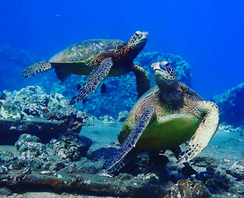sink-beneath-the-waters-of-south-maui-and-discover-two-magnificent-dive-sites-maui-dreams-dive-co sink beneath the waters of south maui and discover two magnificent dive sites maui dreams dive co