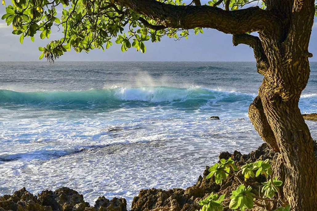 North Shore Oahu Surf Cove And Tree