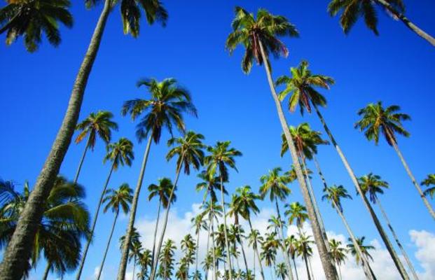 Kauai Hawaii Movie tour palm trees