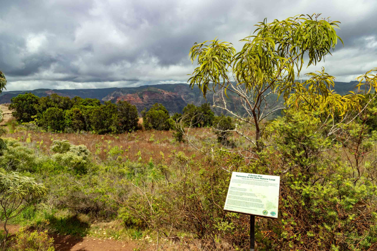 Waimea Canyon Sightseeing Tour Kauai