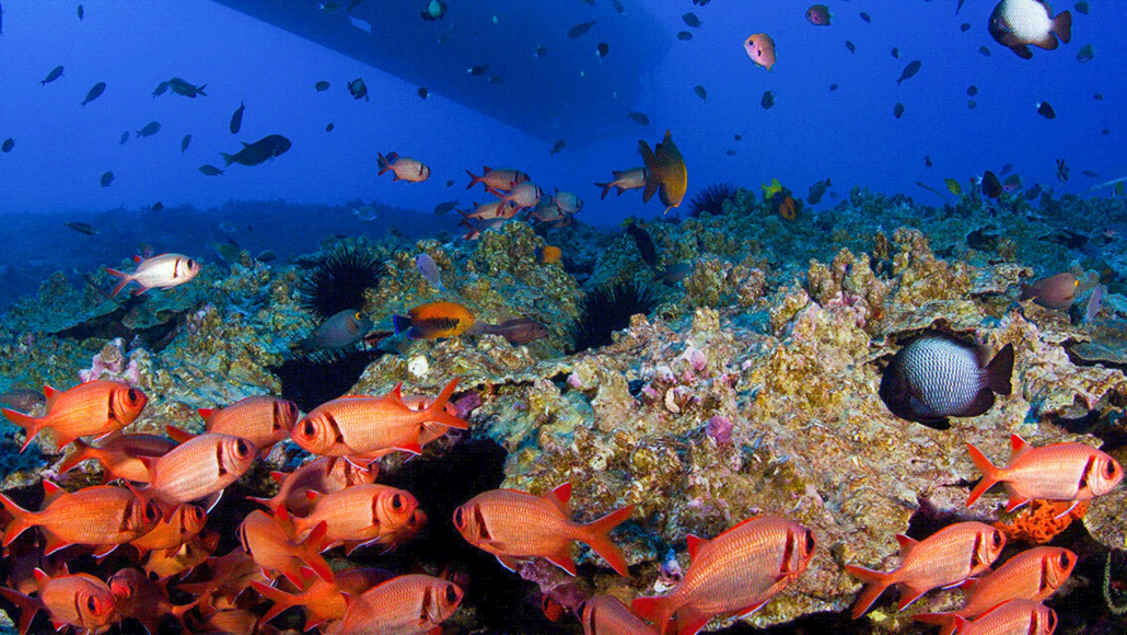 Atlantis Adventure Maui Undersea Submarine Adventure Big Fish Coral