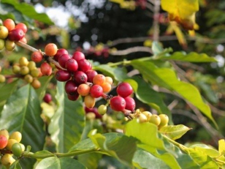 Kona Coffee cherries