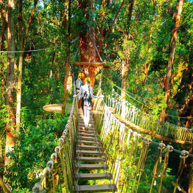 high in the canopy surrounded by the lush green forest hawaii forest big island