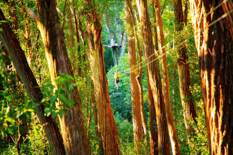 north kohala canopy zipline adventure hawaii forest