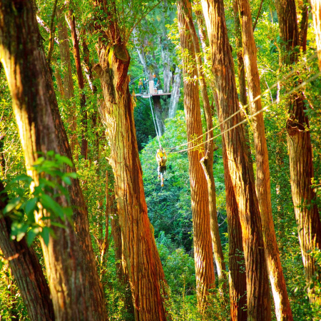 North Kohala Canopy Zipline Adventure Hawaii Forest Product