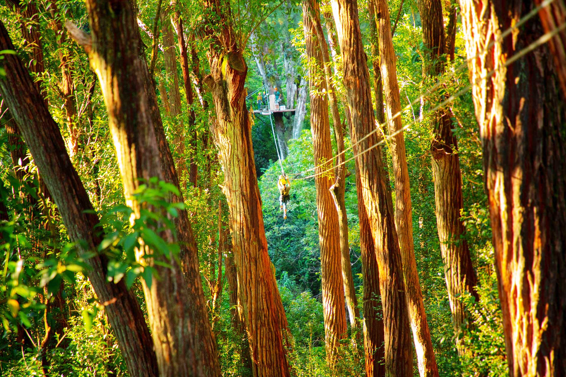 North Kohala Canopy Zipline Tour | Big Island Zipline