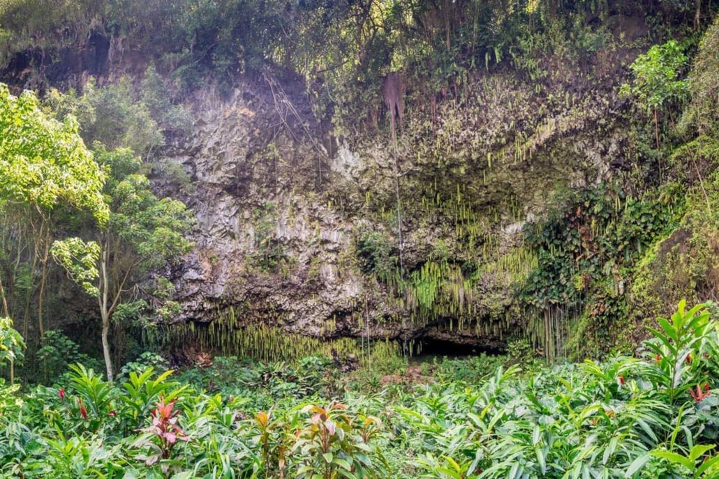 Polyad Kauai Waimea Canyon Waimea Canyon Experience Fern Grotto Forest