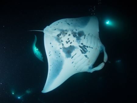 Night Dive with Manta Ray