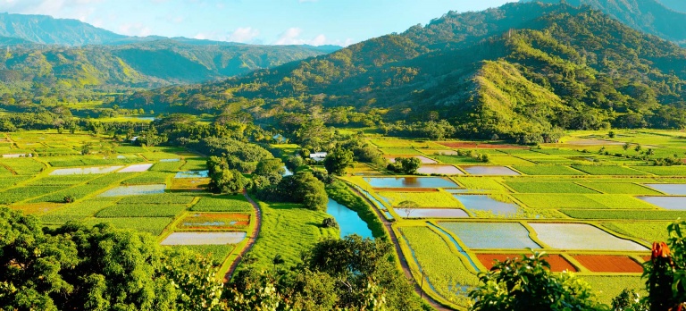 taro fields in beautiful hanalei valley on kauai island hawaii