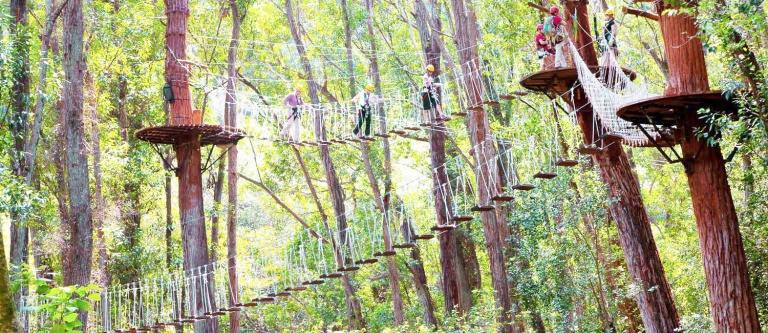 the kohala canopy adventure hawaii forest big island