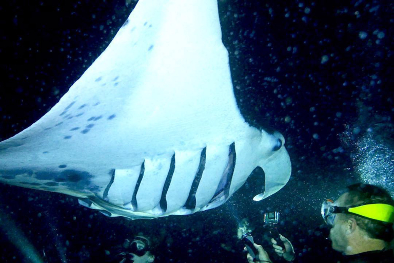 Torpedotours Kona Manta Ray Dive Gentle Giants