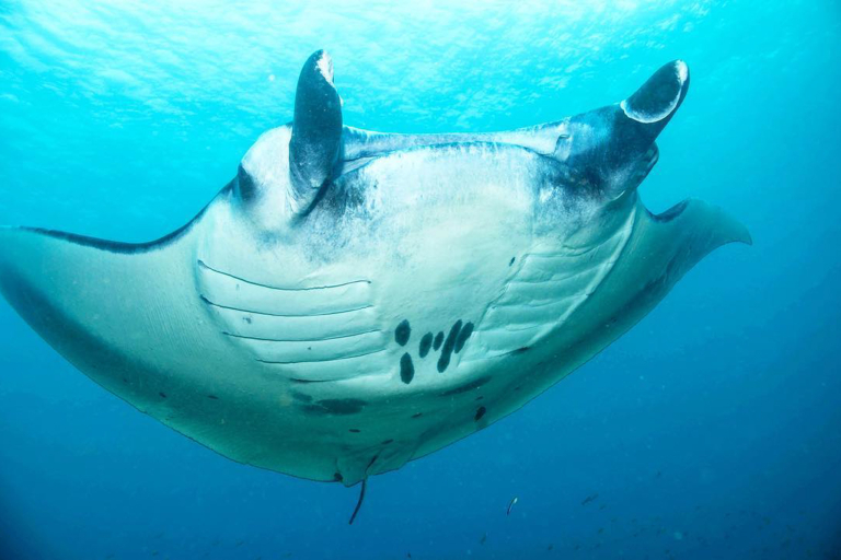 Torpedotours Kona Manta Ray Dive Gentle Giants Day Light