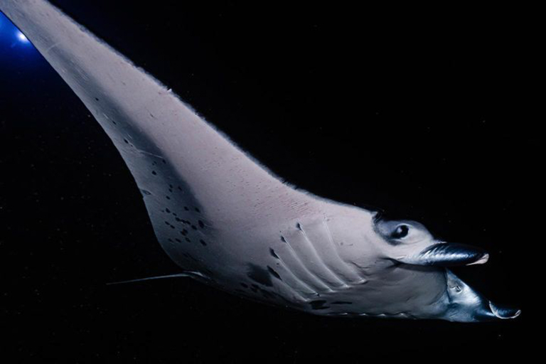 Torpedotours Kona Manta Ray Dive Gentle Giants Night
