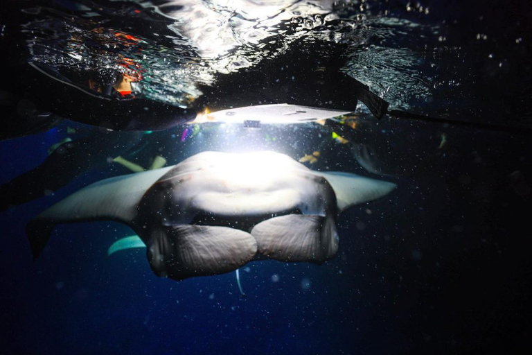 Torpedotours Kona Manta Ray Dive Manta Guarantee Big Manta
