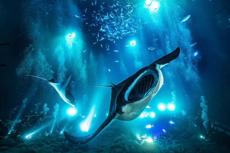 Torpedotours Kona Manta Ray Dive Whole Group Deep Diving