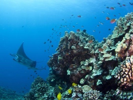 Manta Ray Reefscape