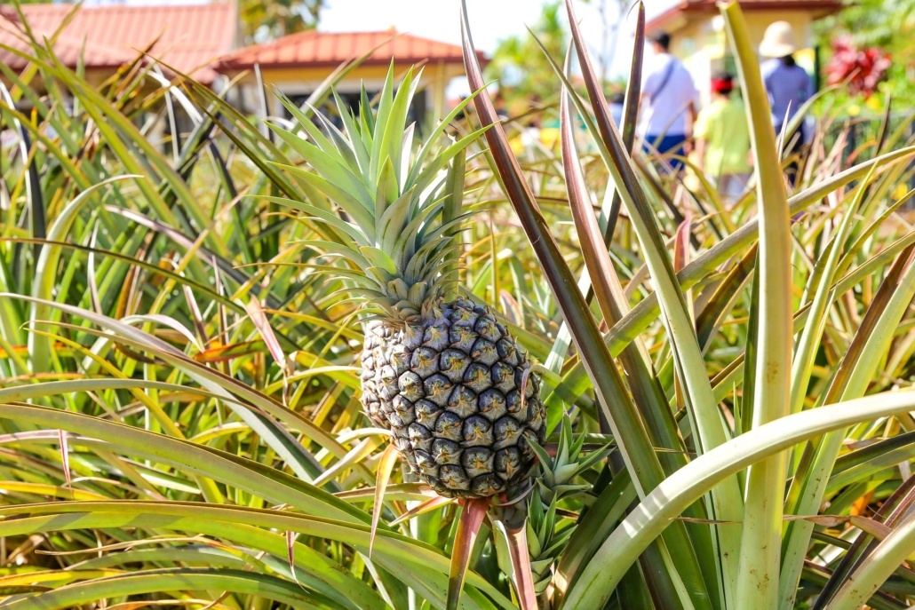 Dole Plantation Microcephalus Pineapple in Garden Oahu