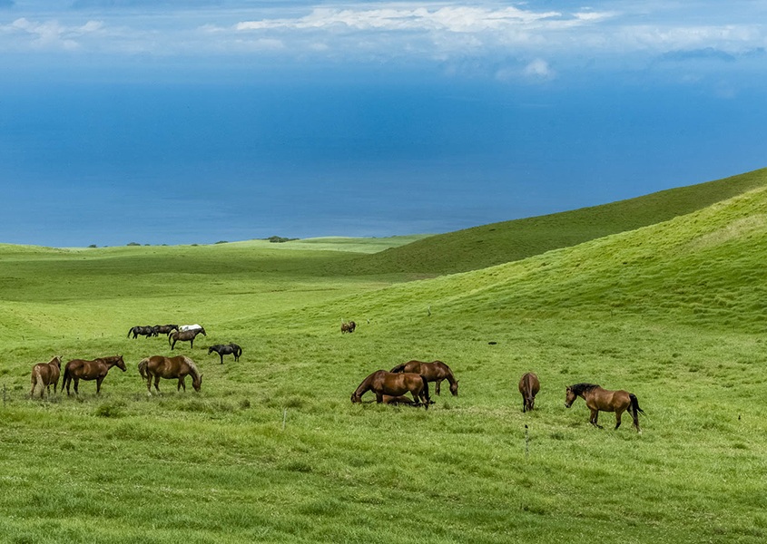 Horses Big Island Kohala Coast