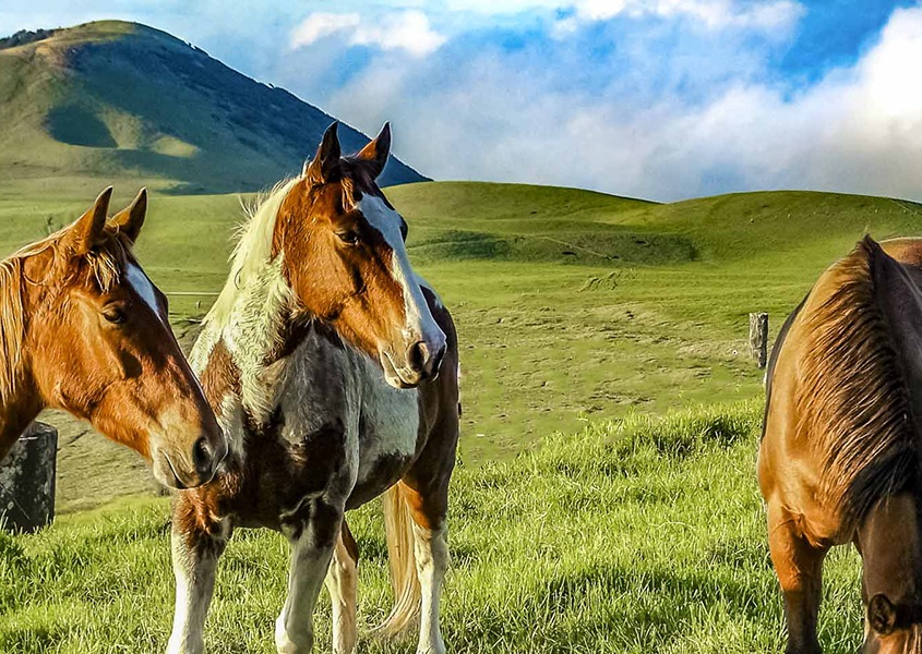 Horses Big Island Kohala