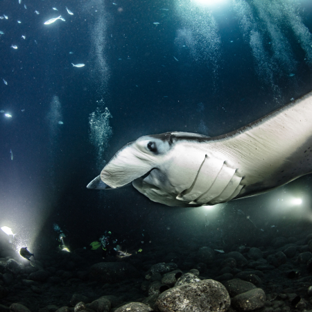Manta Ray Underwater Night Big Island Kona  Product
