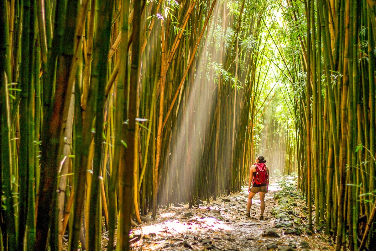 Pipiwai Trail Bamboo Forest Visitor Hiking