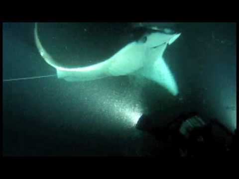 manta ray snorkel hawaii