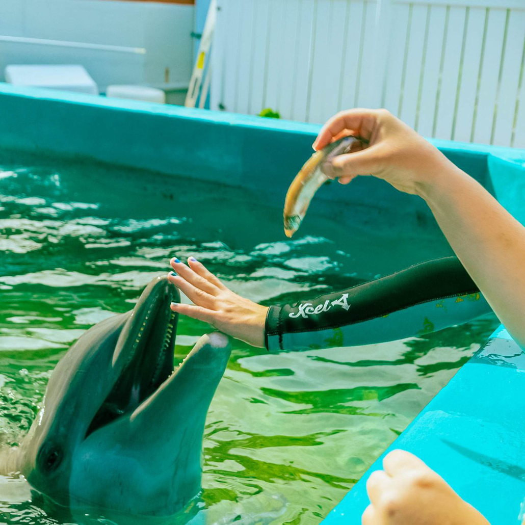 Sealifeparkhawaii Dolphin Encounter Guest Feeding Dolphin