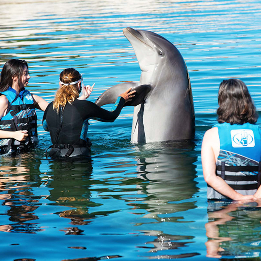 Sealifeparkhawaii Dolphin Encounter Guests Experience