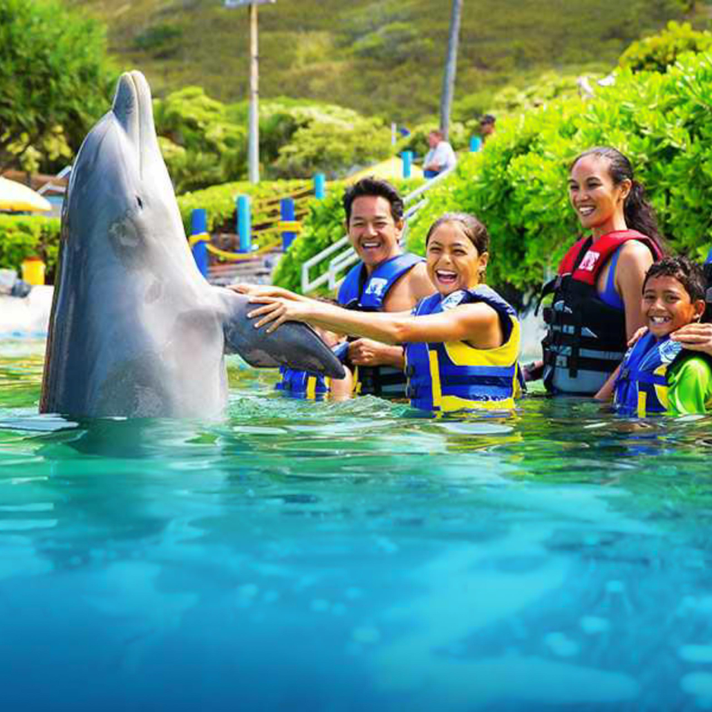 Sealifeparkhawaii Dolphin Encounter Playing With Dolphin