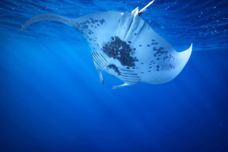 Torpedotours Night Manta Ray Night Snorkel Learn Manta Amazing Shot