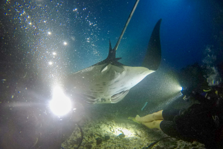 Torpedotours Night Manta Ray Night Snorkel Learn Manta At Night