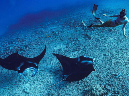 Torpedotours Night Manta Ray Night Snorkel Must Do Snorkel With Manta