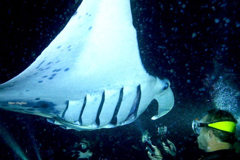 Torpedotours Night Manta Ray Night Snorkel Snorkel With Manta At Night