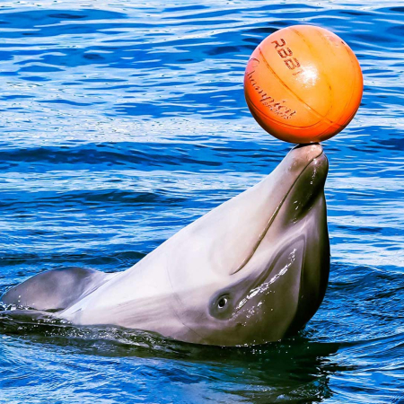 Witness The Amazing Behaviors Of Dolphins On An Oahu Adventure Sea Life Park Hawaii Product