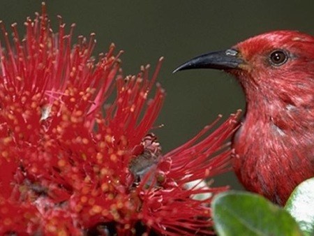 Native Bird With Native Ohia
