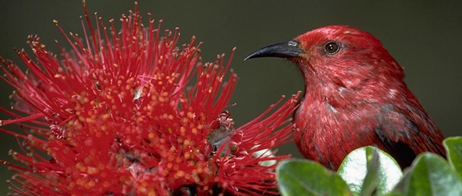 Hawaii Protea Flower Bird watching tour Rainforest Dryforest