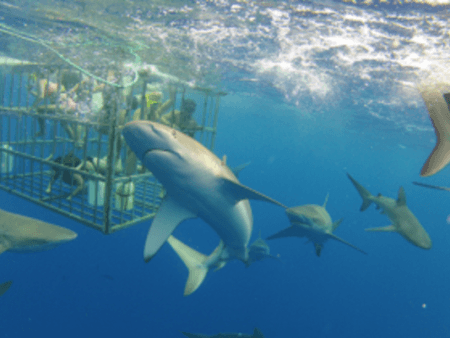 North Shore Hawaii Shark Adventure Cage Dive