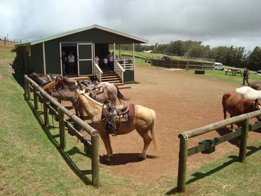 Big Island Horseback Tour