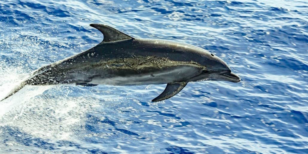 Dolphin Jumping Out of Ocean Hawaii