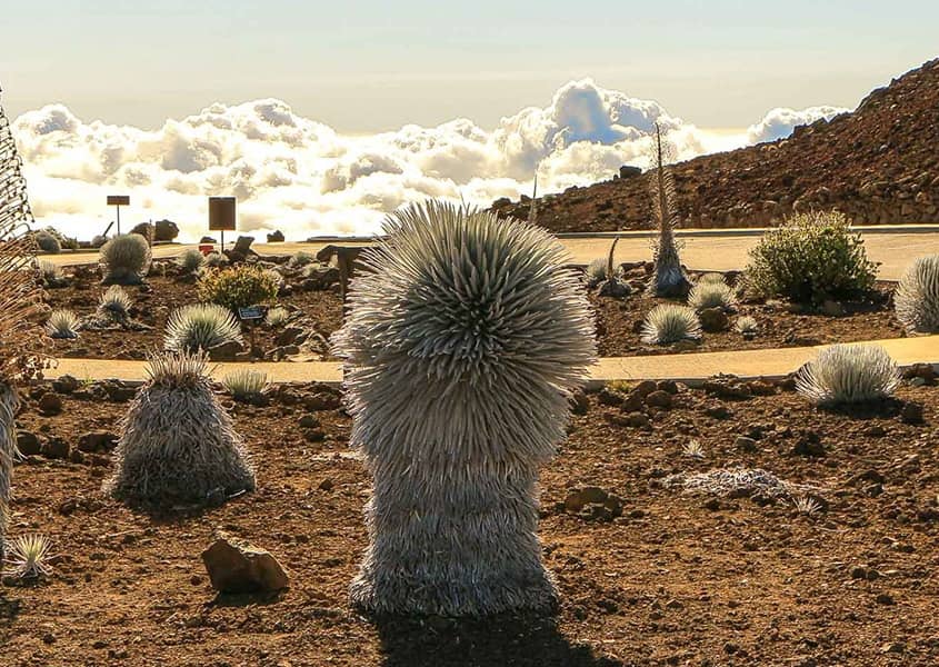 Rare Haleakala Silver Sword Plants and Clouds