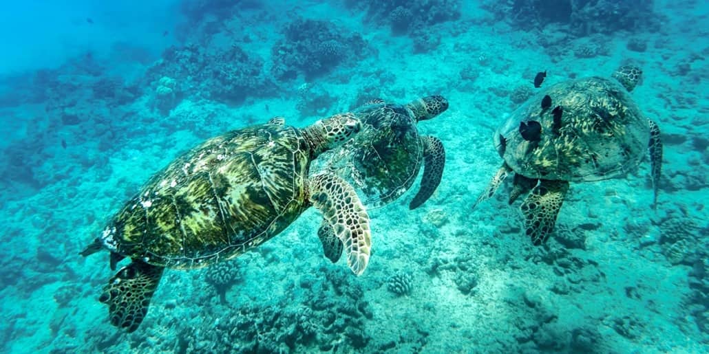 Hawaiian Green Sea Turtles Underwater shutterstock