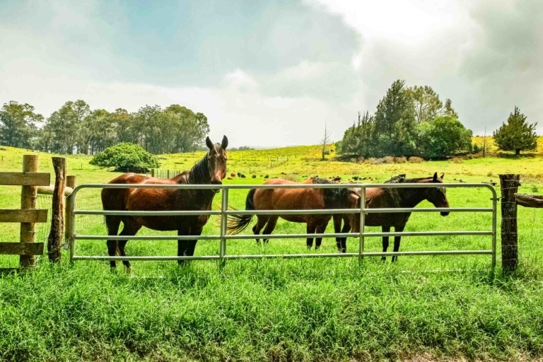 Horses in Pasture Haleakala Slopes Upcountry Maui