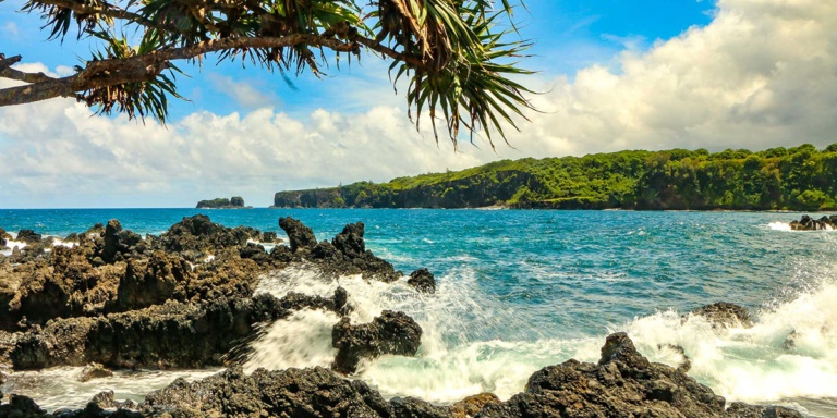 Keanae Peninsula Hala Tree and Waves