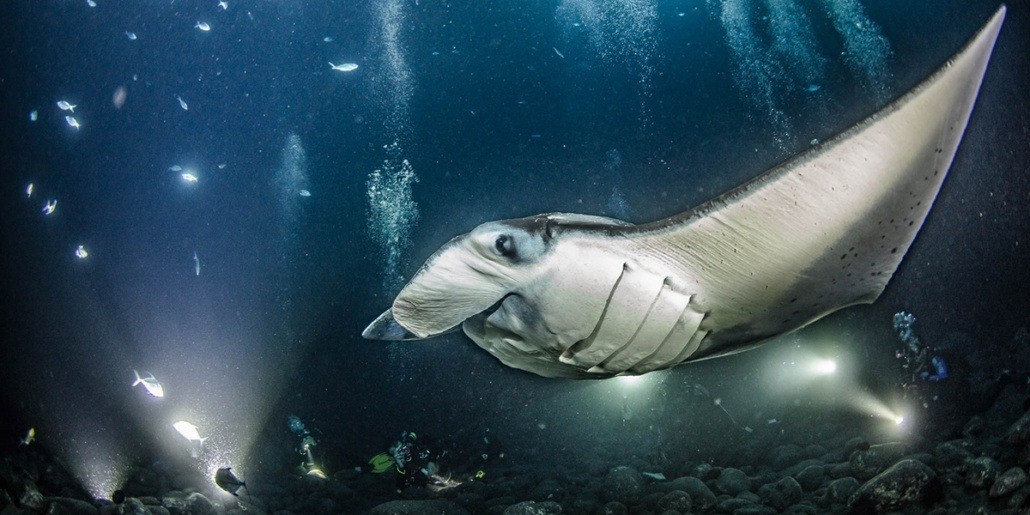 hawaii night dive manta ray