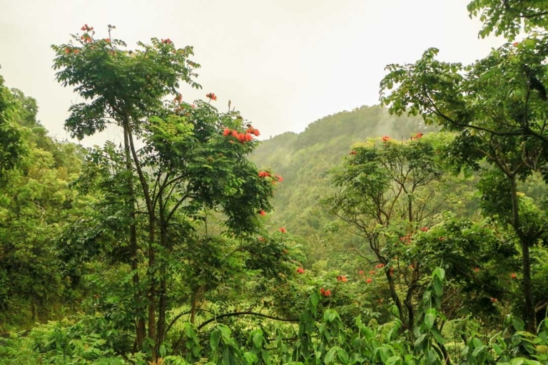 Maui Weather Jungle canpoy