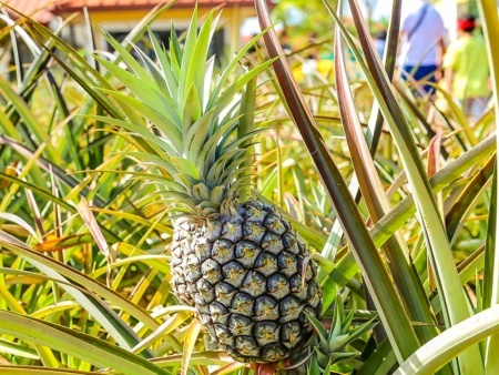 Microcephalus Pineapple Dole Plantation EX