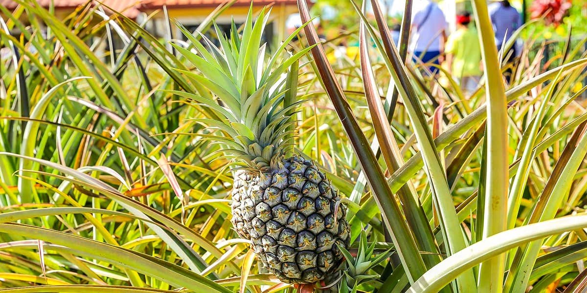 Maui Pineapple Tour Top Things to do on Maui