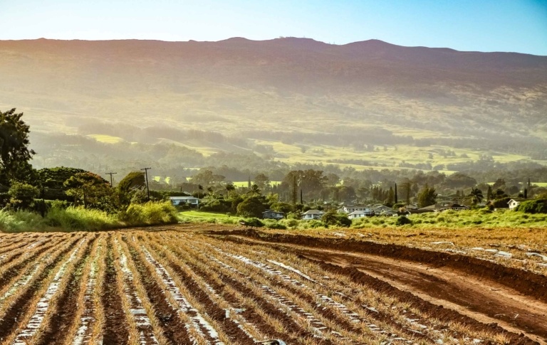 Pineapple Field Below Makawao Maui