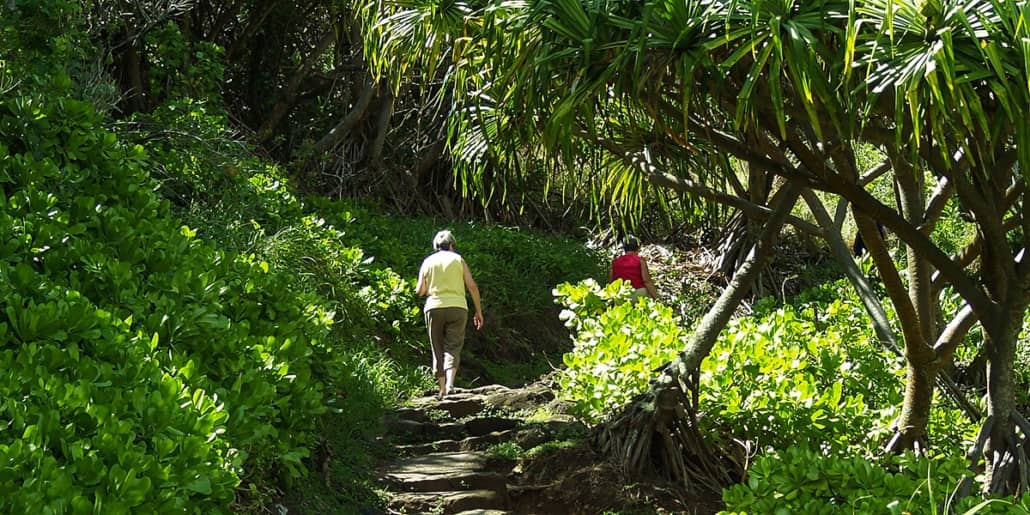 Rainforest Trail and Visitors