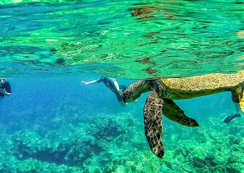 Sea Turtle and Snorkelers